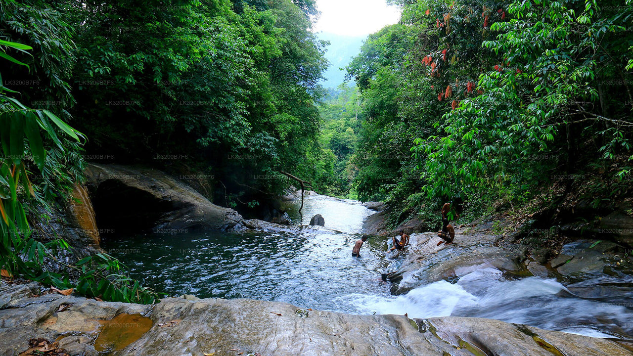 Stream flowing through a lush green forest with rocks and waterfalls.