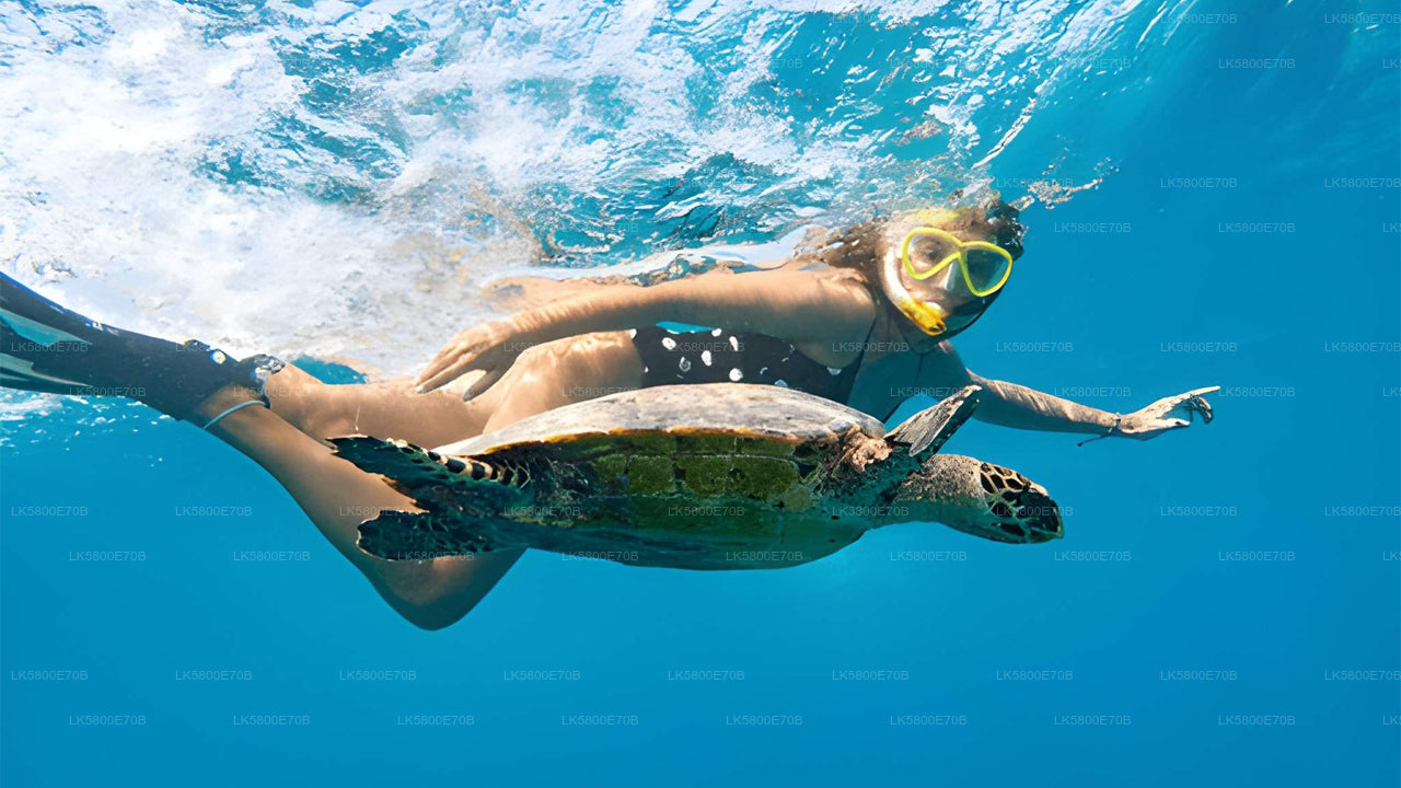 Snorgeldamine merikilpkonnadega Pigeon Islandilt