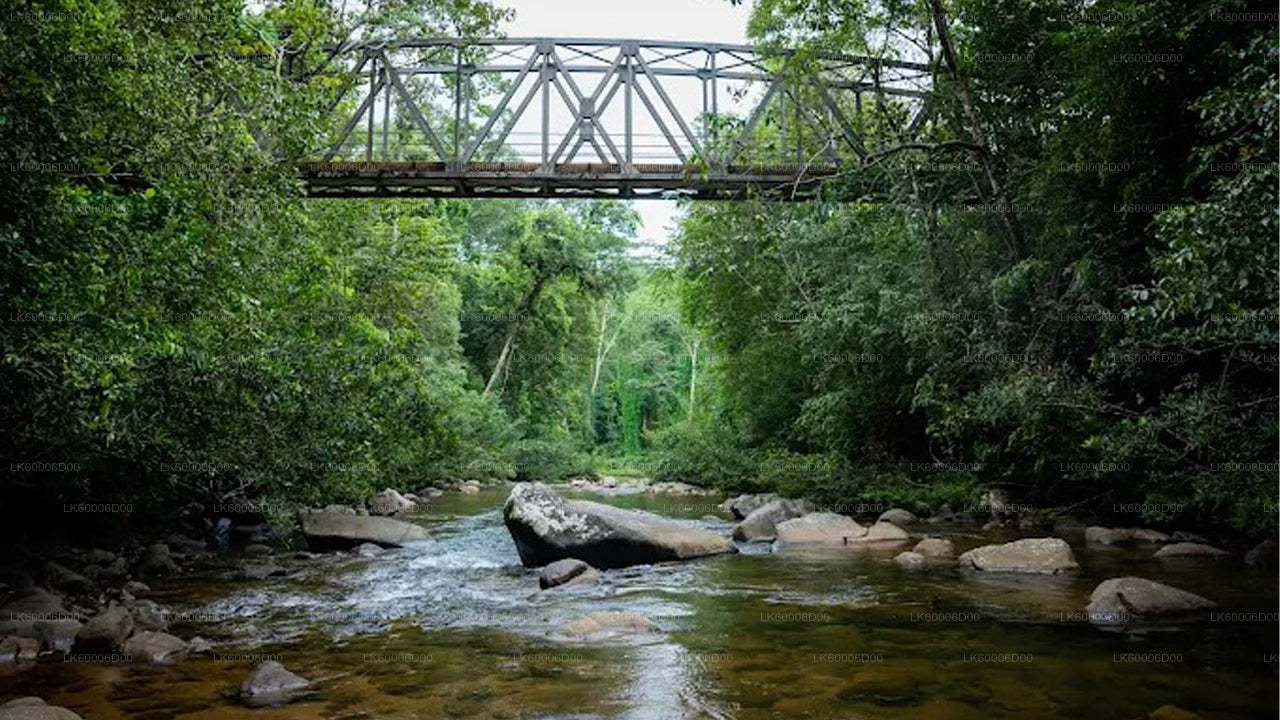 Excursión a la Roca del León por la selva tropical de Sinharaja