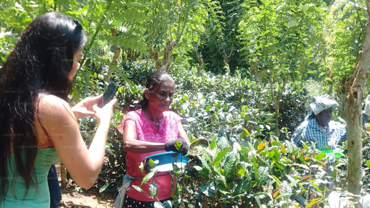 Avasta Galle'i peidetud pärleid ja einesta kohalikega