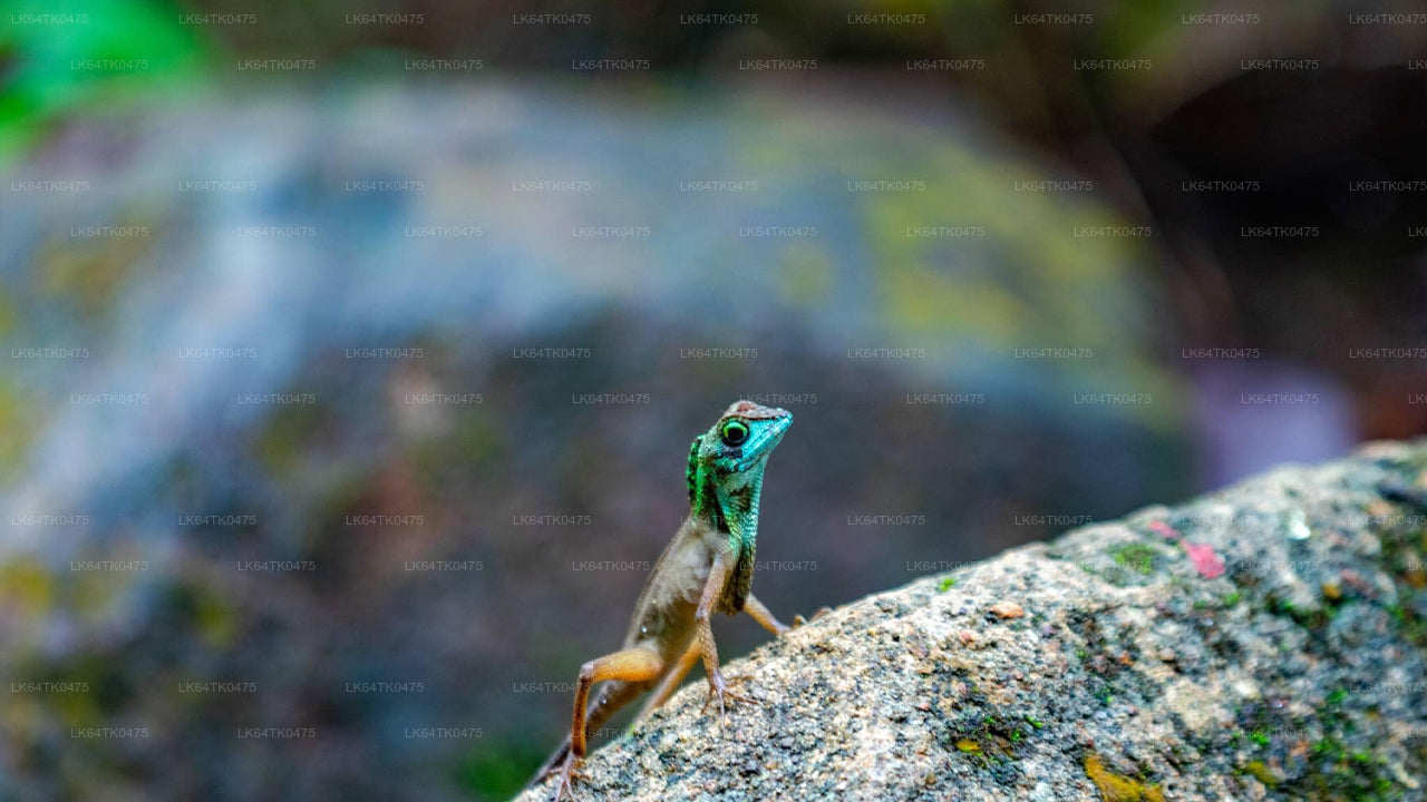 Linnuvaatlus Sinharaja vihmametsast