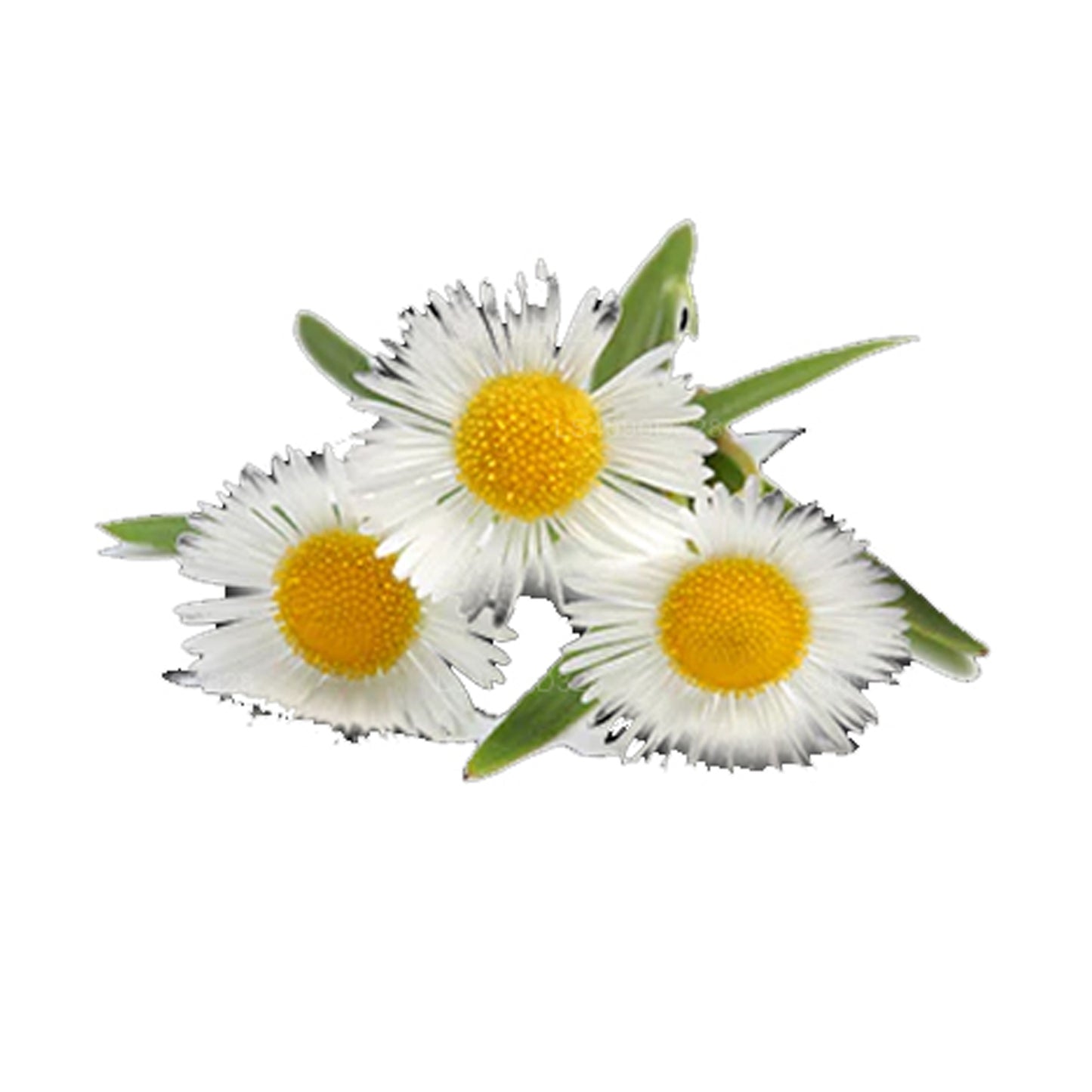 Lakpura German Chamomile Essential Oil (15ml)