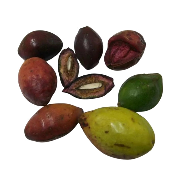 Lakpura® Terminalia Catappa elujõulised (Kottamba) seemned