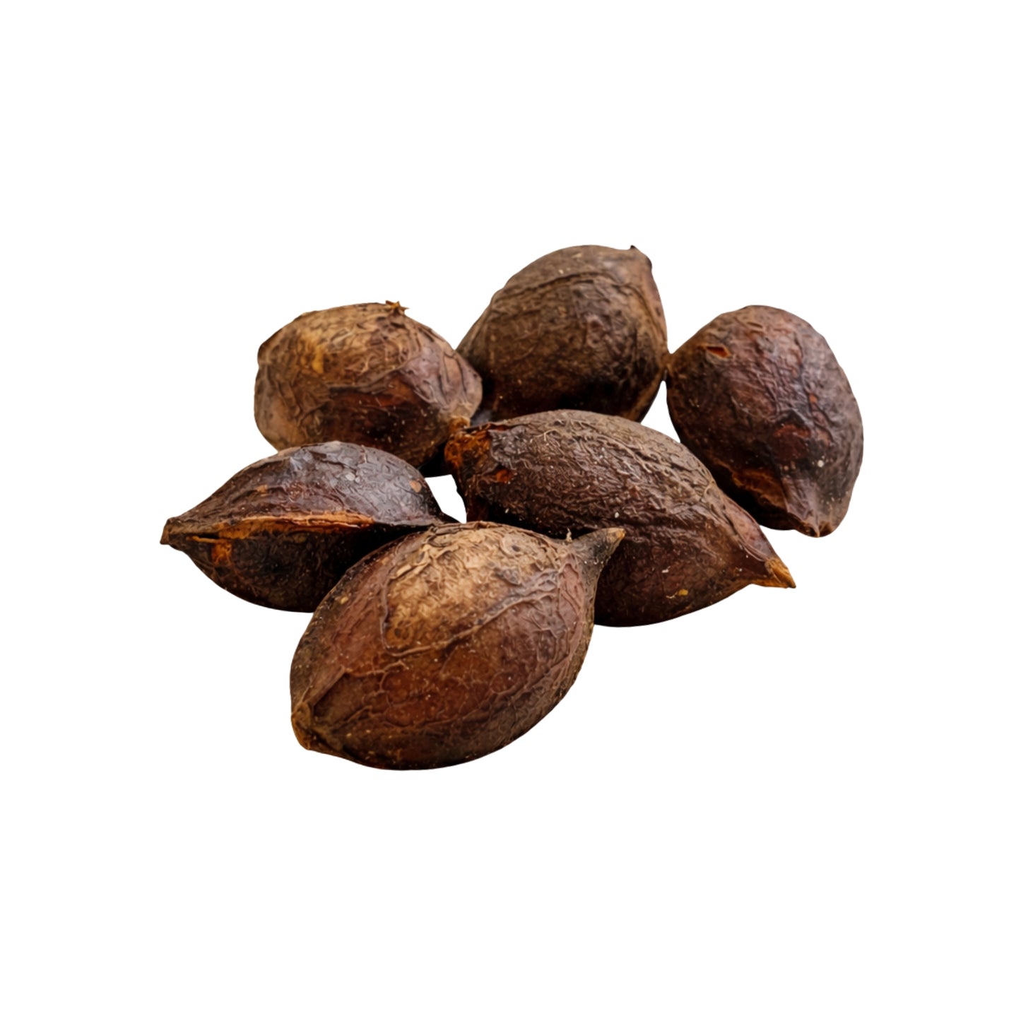Lakpura® Terminalia Catappa (Kottamba) Terved Semned