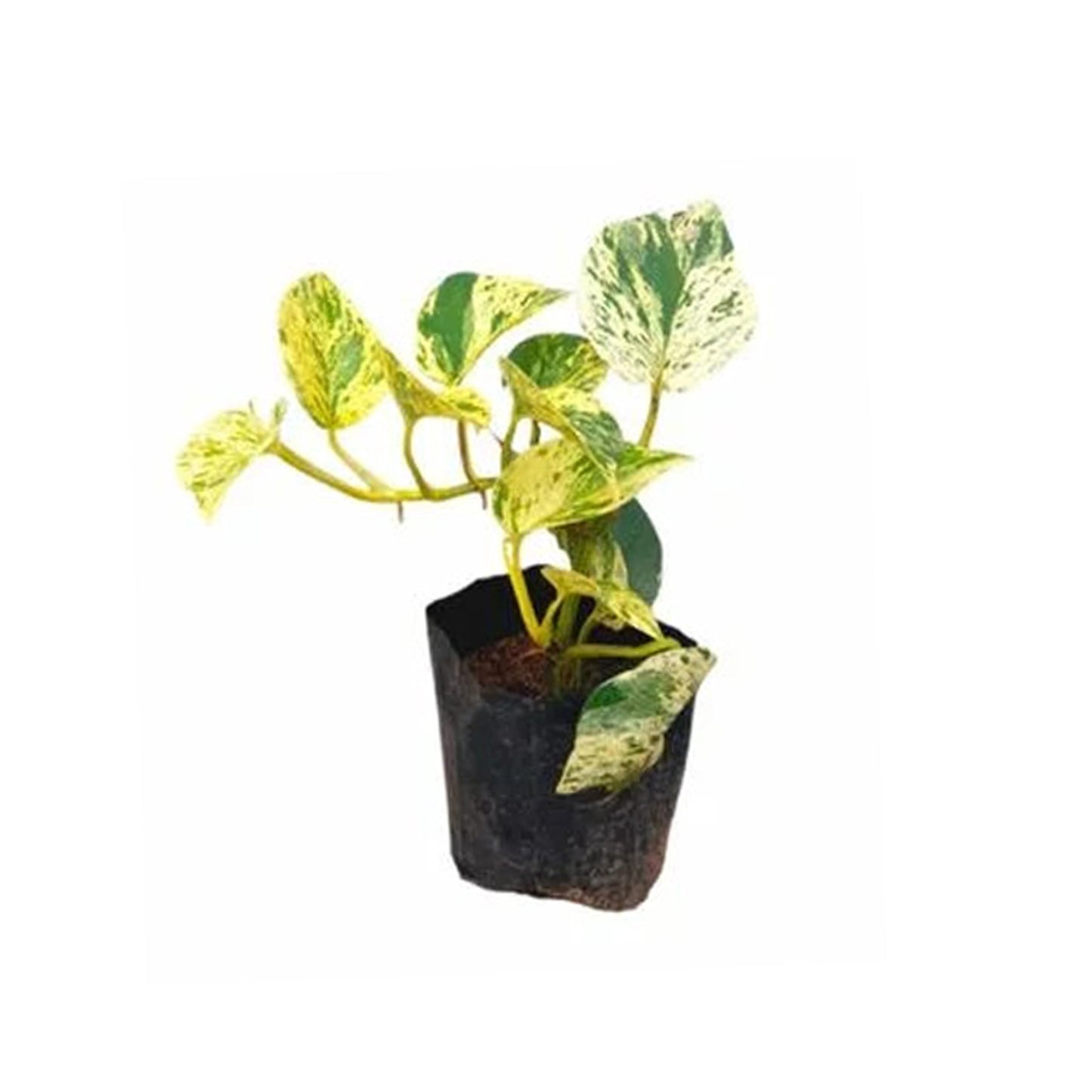 Lakpura Golden Pothos Money Plant