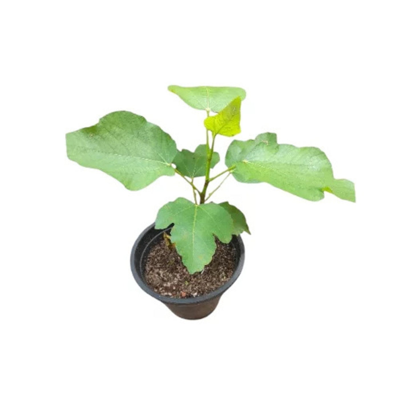 Lakpura® Fig Layered Plant