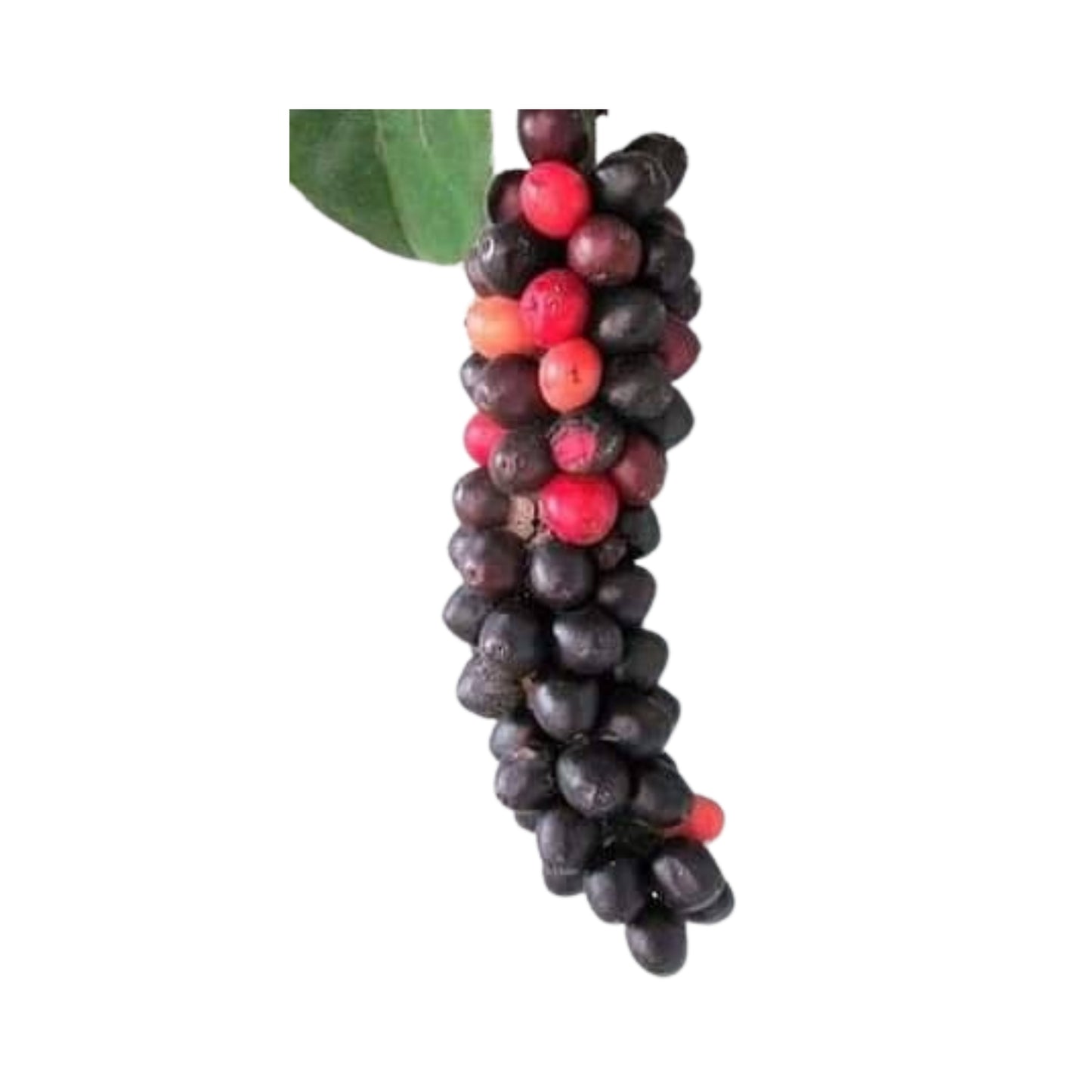 Lakpura Karawala Kaballa Plant