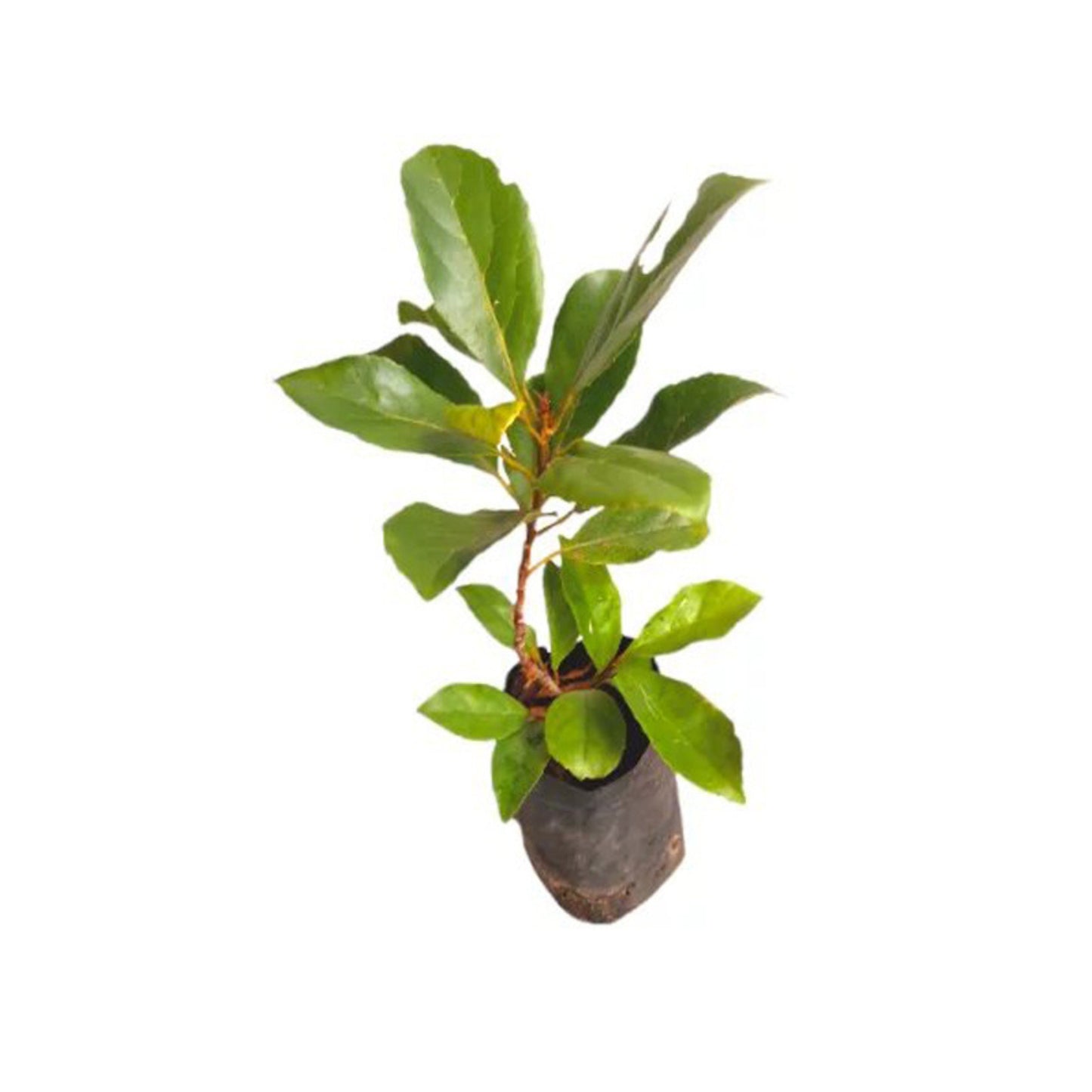 Lakpura® Ceylon Olives (Weralu) Plant