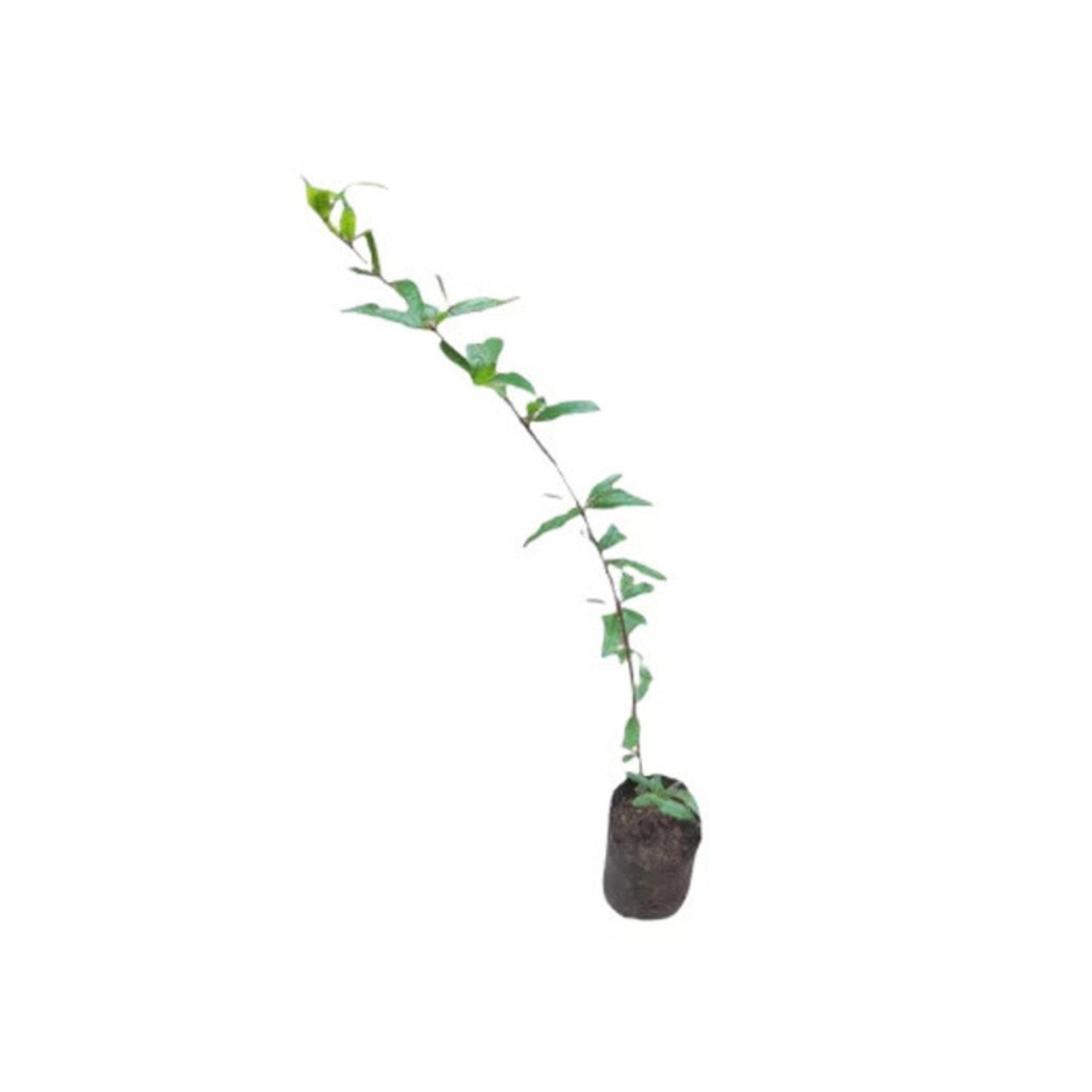 Lakpura® Horana Pink Pomegranate Plant