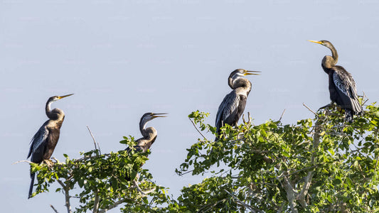 Bundala rahvuspargi safari Hambantota sadamast