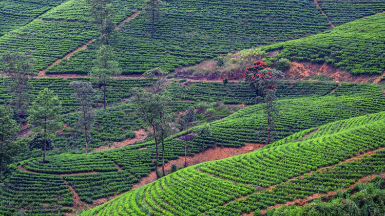 Scenic flight to Kandy