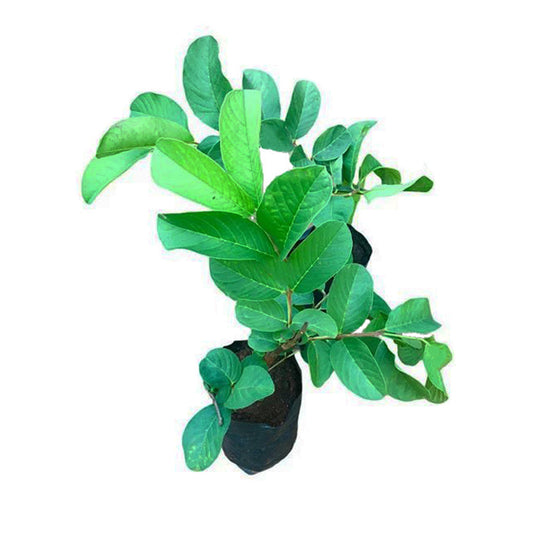 Lakpura Kilo Guava Layered Plant