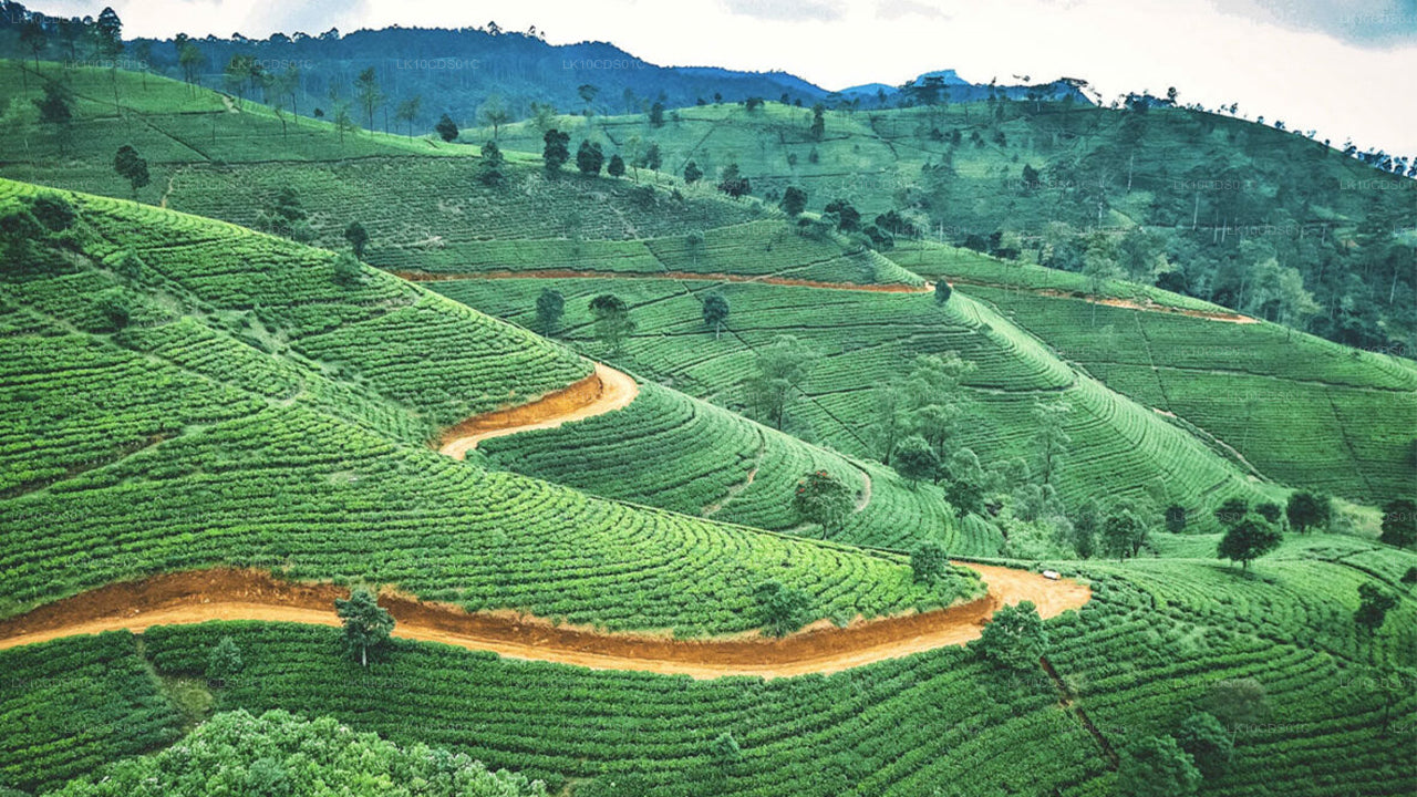 Sri Lanka tipphetked rongiga (12)