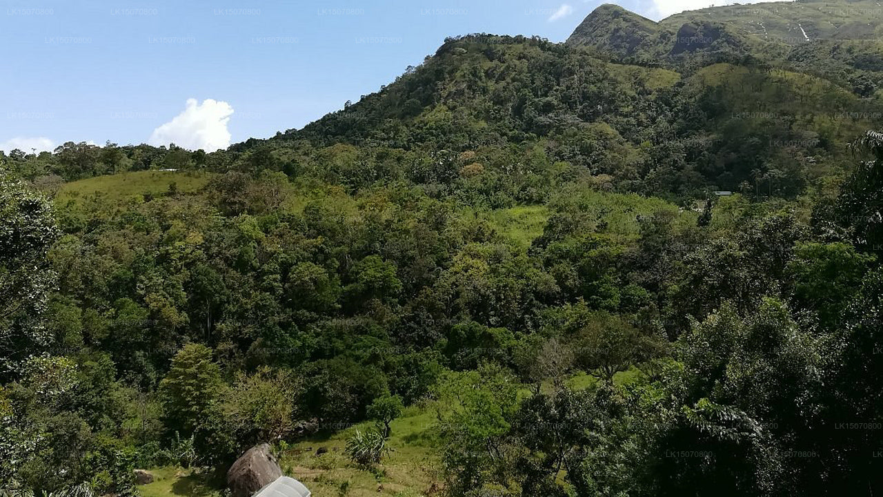 Jungle Rest, Belihuloya