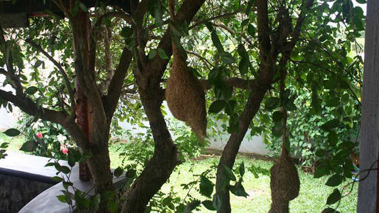 Bandagiri Village Eco Resort, Hambantota