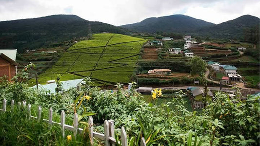 Ranmin Cottages, Nuwara Eliya