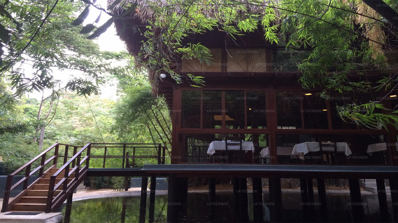 Diyabubula the Barberyn Art & Jungle Hideaway, Dambulla