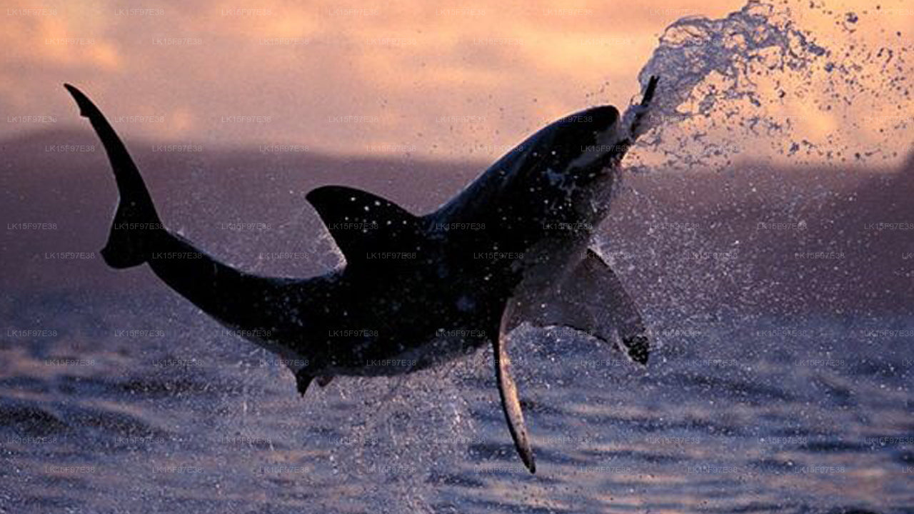 Dancing Dolphin, kalpitiya