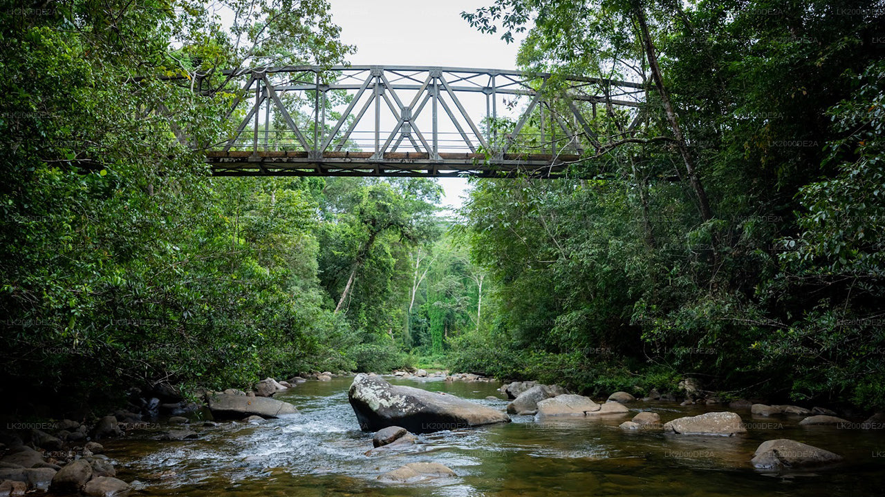 Sinharaja metsakaitseala giidiga ekskursioon sissepääsupiletitega