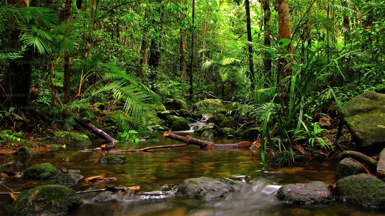 Sinharaja metsakaitseala giidiga ekskursioon sissepääsupiletitega