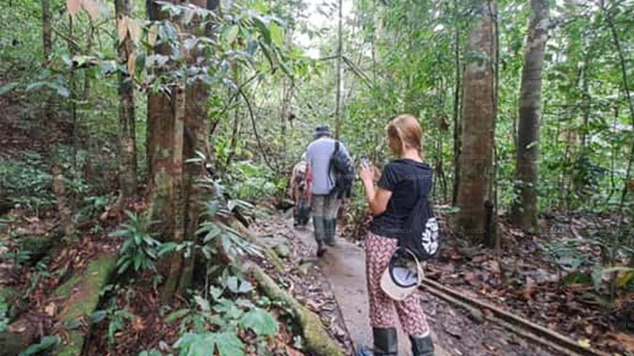 Sinharaja metsakaitseala giidiga ekskursioon sissepääsupiletitega