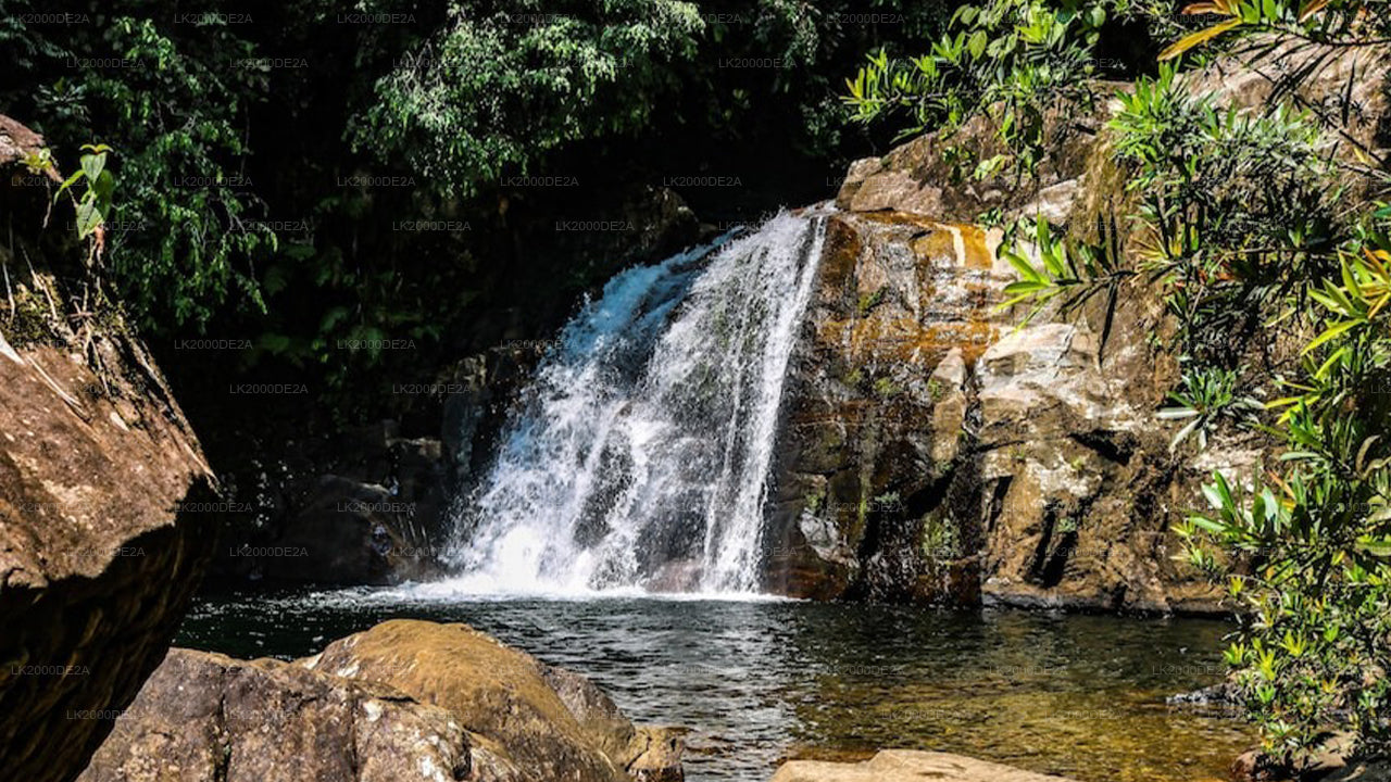 Sinharaja metsakaitseala giidiga ekskursioon sissepääsupiletitega