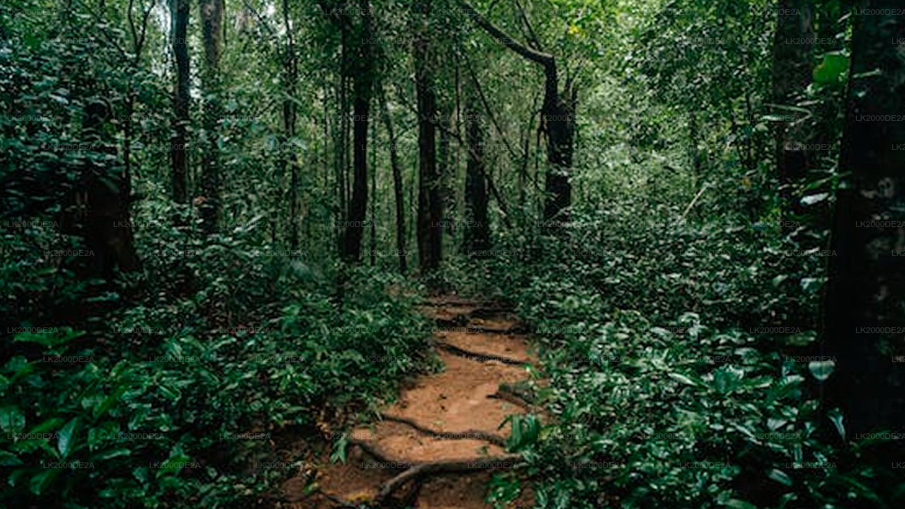 Sinharaja metsakaitseala giidiga ekskursioon sissepääsupiletitega