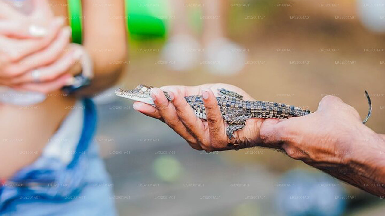 Lagoon Canoeing from Galle