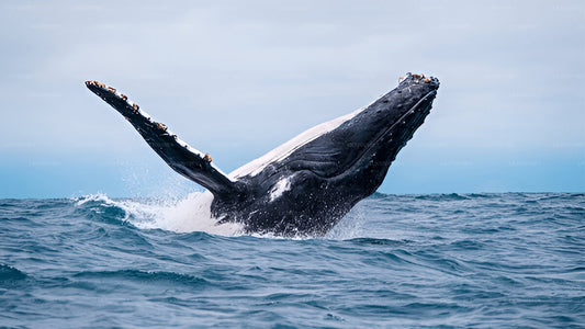Whale Watching from Kosgoda on Shared Boat