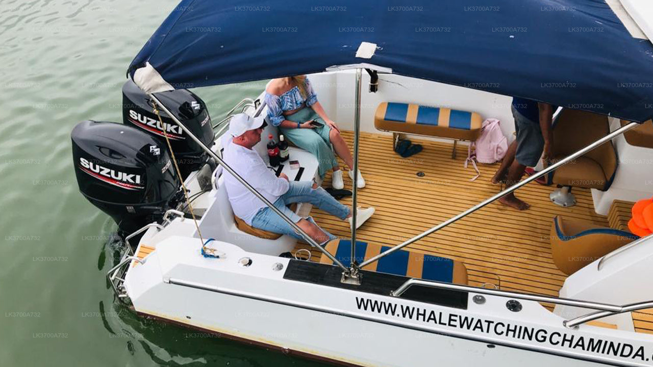 Privaatne vaalavaatlusretk luksusliku kiirpaadiga Mirissast