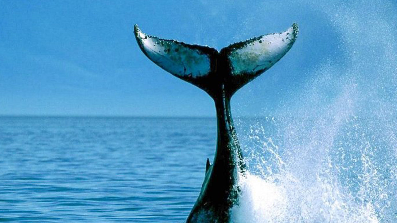 Privaatne vaalavaatlusretk luksusliku kiirpaadiga Mirissast