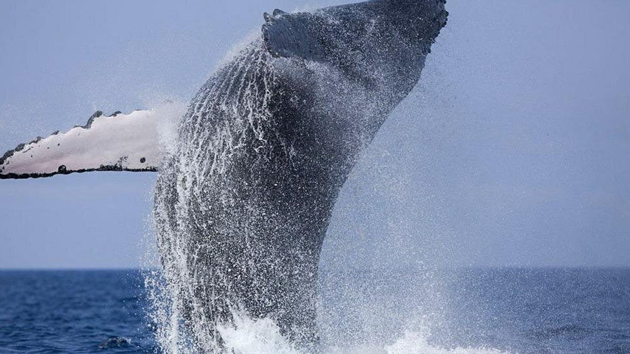 Privaatne vaalavaatlusretk luksusliku kiirpaadiga Mirissast