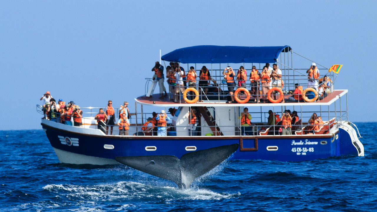Whale Watching from Weligama on Shared Boat