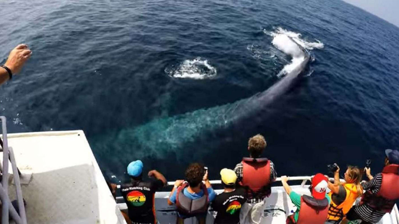 Whale Watching from Weligama on Shared Boat