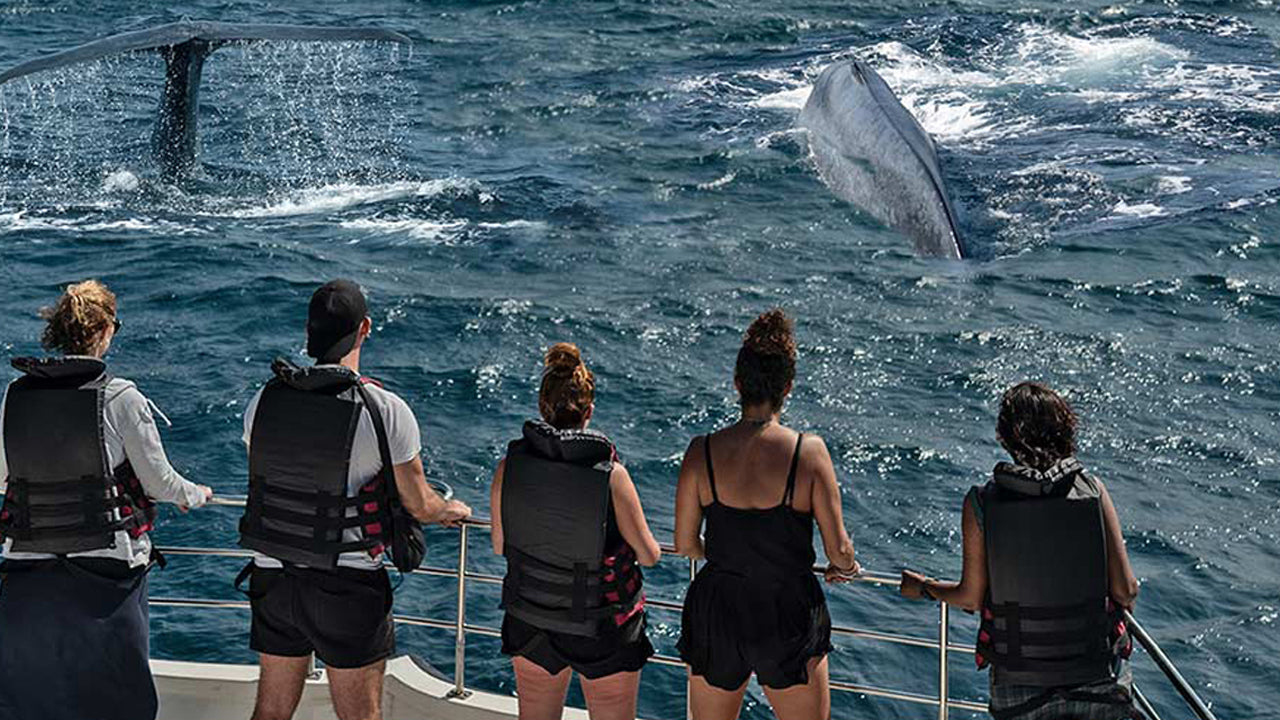 Whale Watching from Weligama on Shared Boat