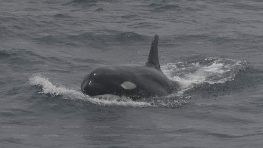 Vaalavaatlusjahi tuur Trincomaleest