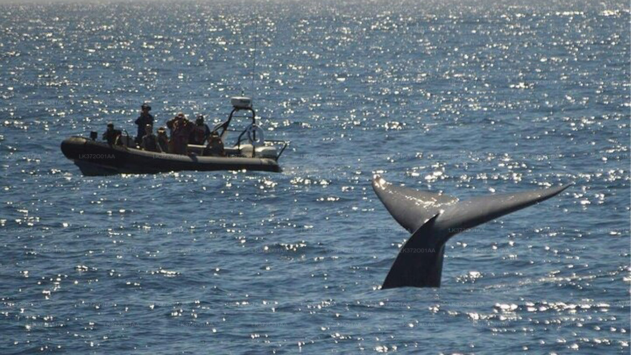 Whale Watching from Trincomalee on Private Boat