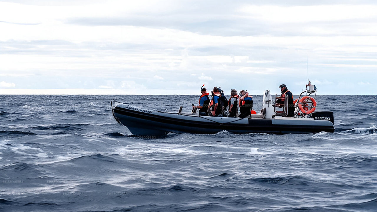Dolphin Watching Boat Tour from Tangalle