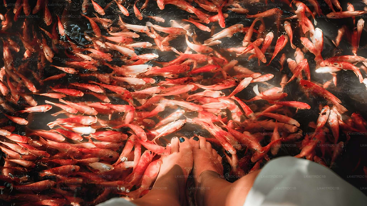 Privaatne transport Negombost Hiriketiyasse koos vaatamisväärsustega