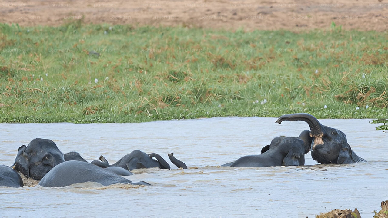 Privaatreis Sigiriyast Kandysse Wasgamuwa Safariga