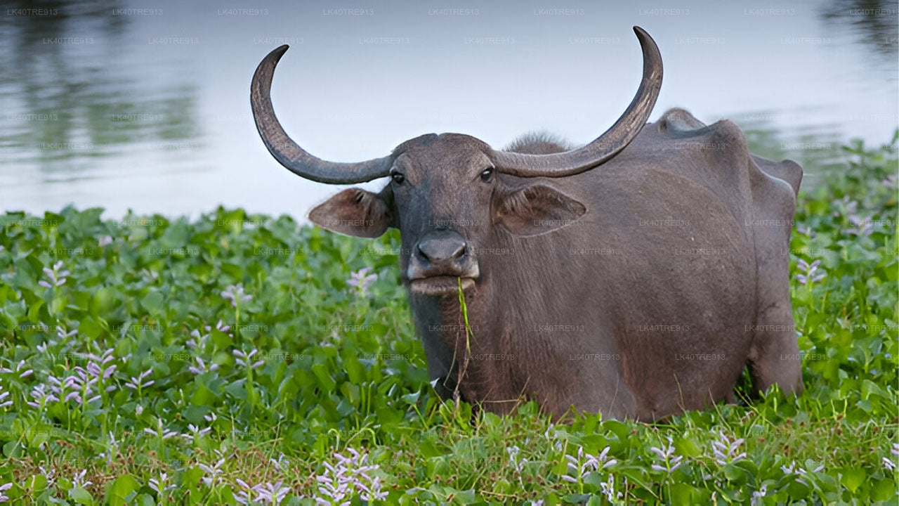 Privaatreis Sigiriyast Kandysse Wasgamuwa Safariga