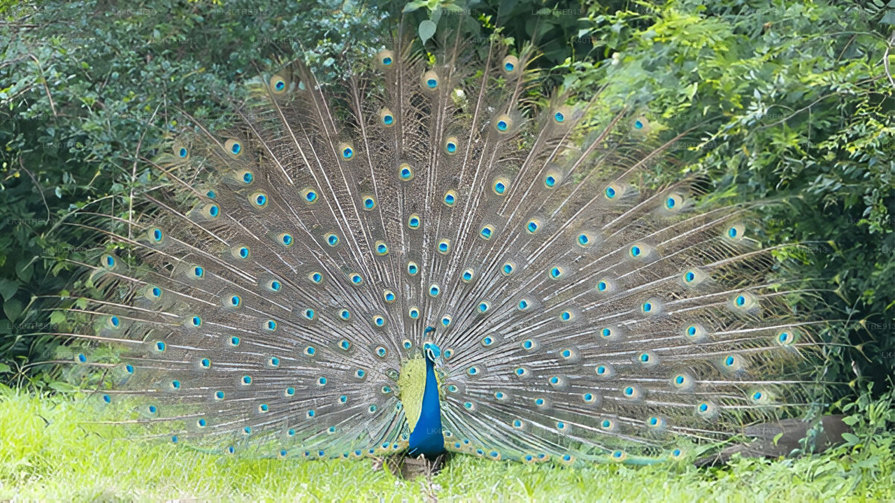 Privaatreis Sigiriyast Kandysse Wasgamuwa Safariga