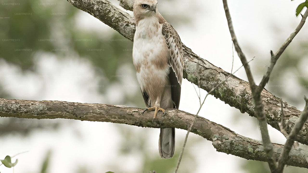 Privaatreis Sigiriyast Kandysse Wasgamuwa Safariga