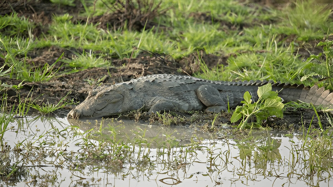 Privaatreis Hiriketiyast Ellasse Yala Safariga