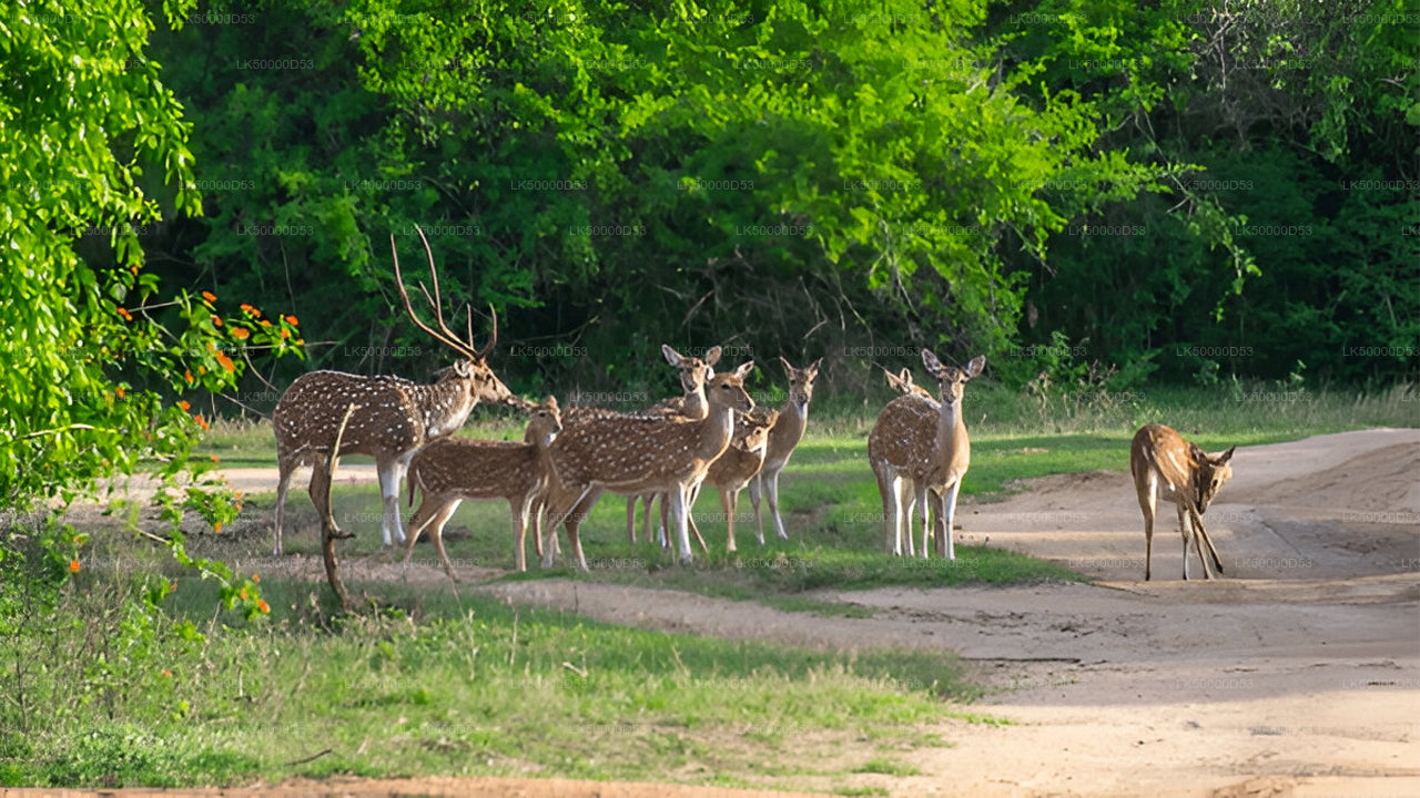 Privaatreis Hiriketiyast Ellasse Yala Safariga