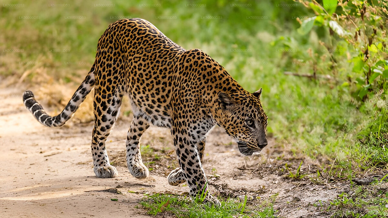 Privaatreis Hiriketiyast Ellasse Yala Safariga