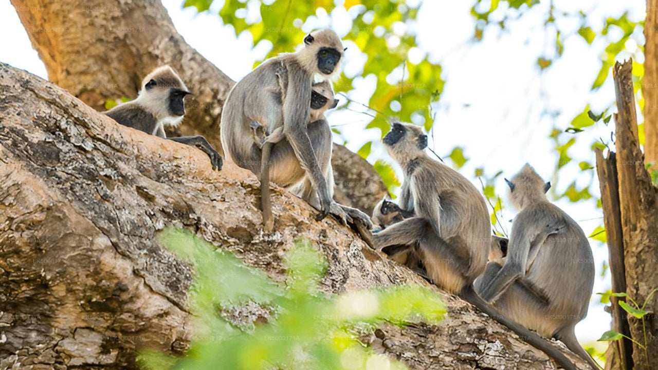 Boleto de entrada al Parque Nacional Udawalawe