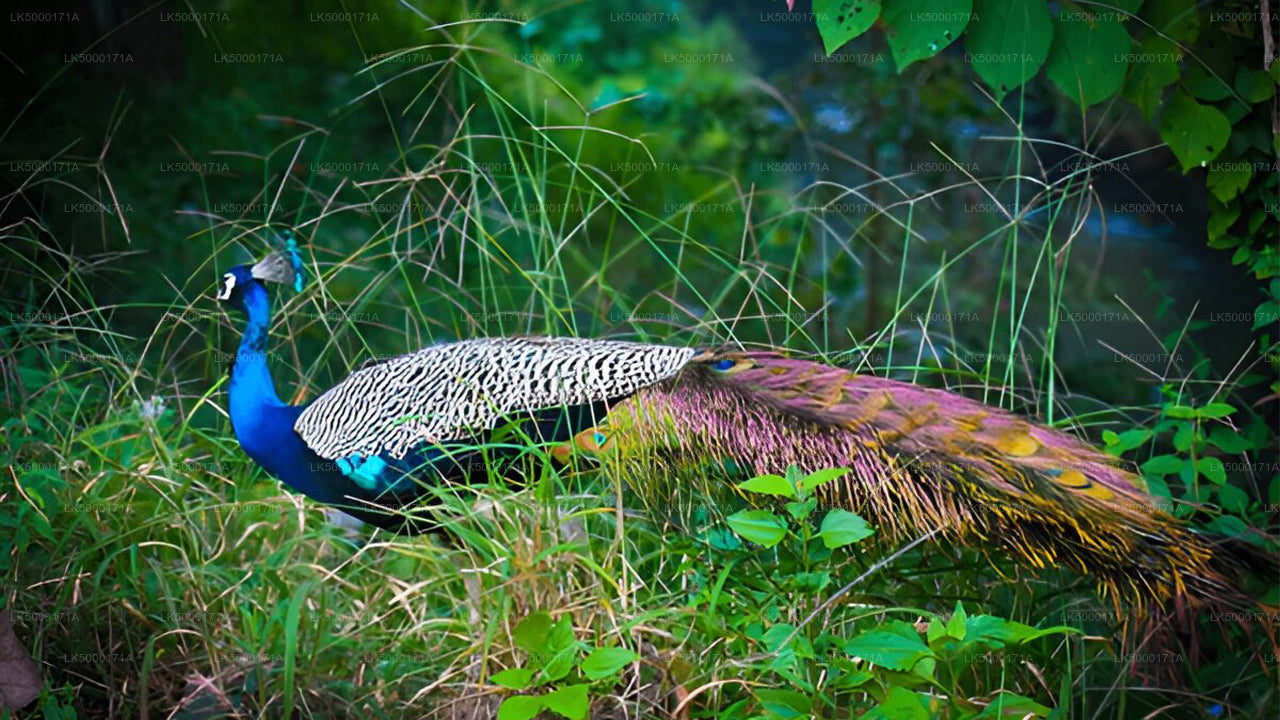 Udawalawe rahvuspargi privaatne safari