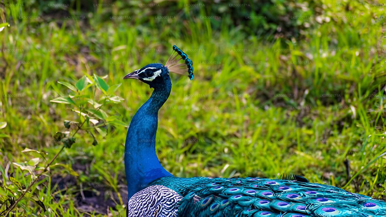 Udawalawe rahvuspargi privaatne safari