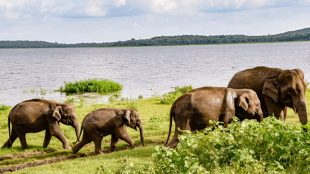Boleto de entrada al Parque Nacional Udawalawe